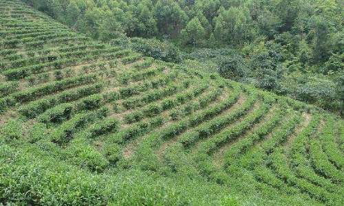 藥種植與氣候條件的關(guān)系-光照